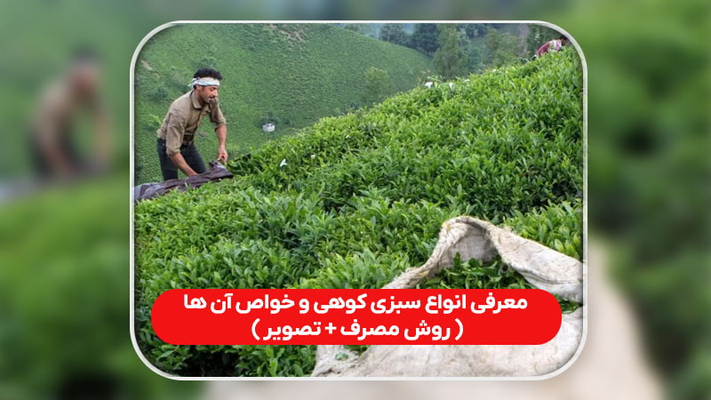 انواع سبزی کوهی با تصویر