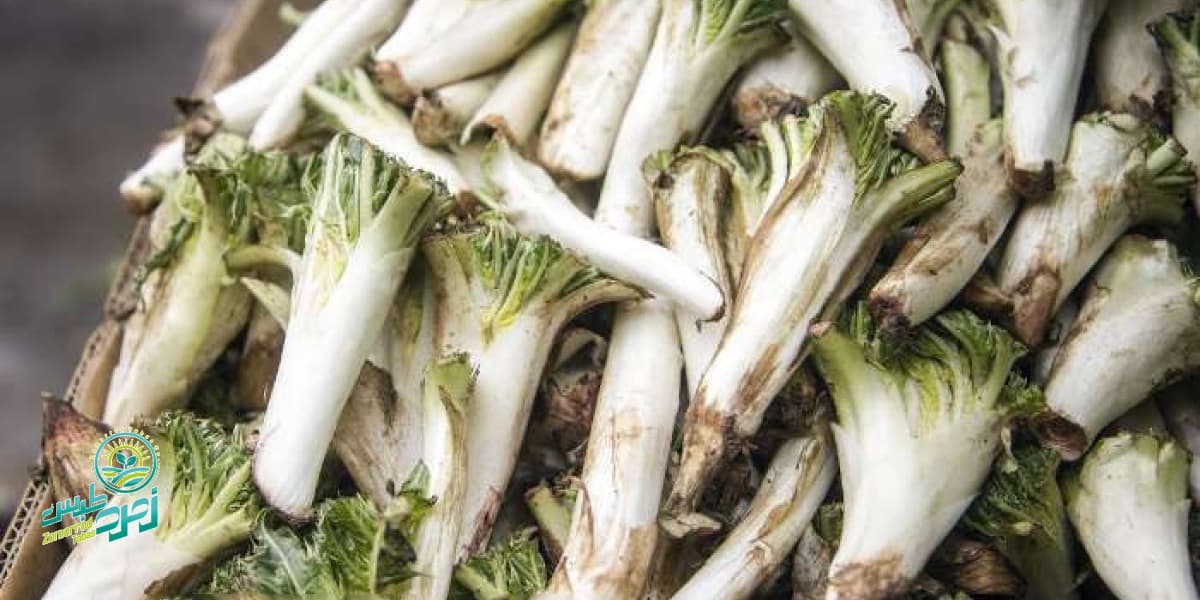 کنگر سبزی خوردنی در بهار