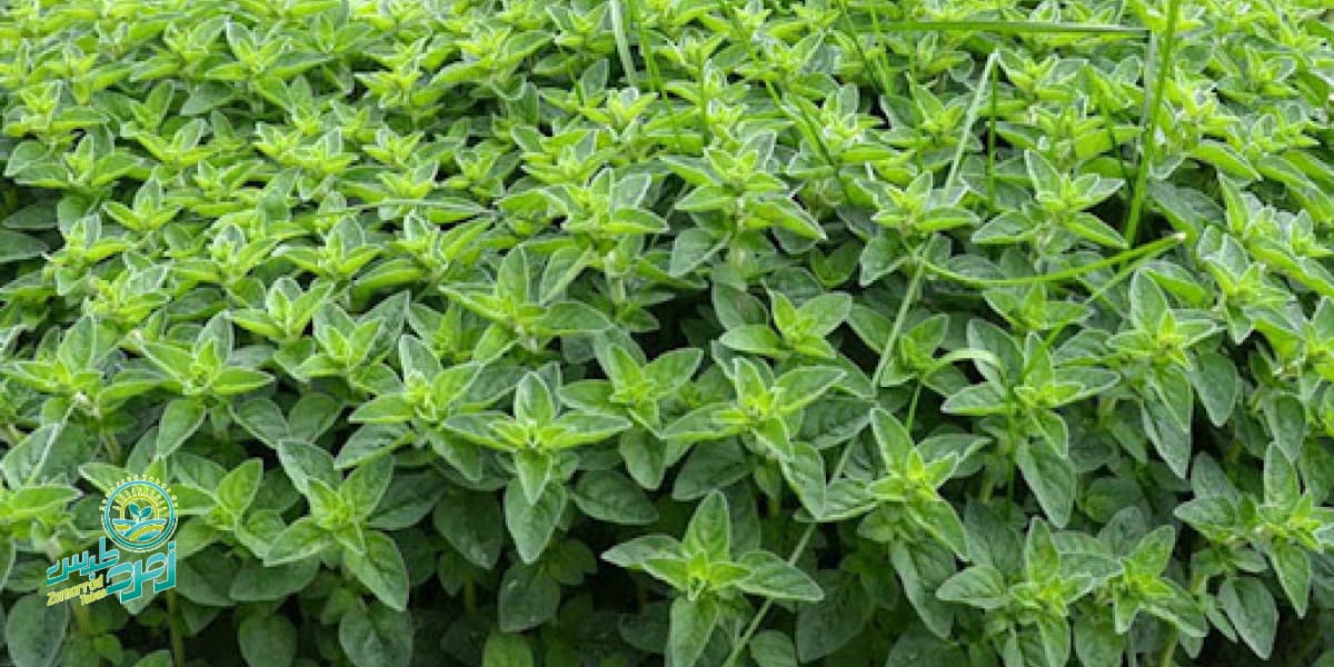 پونه کوهی